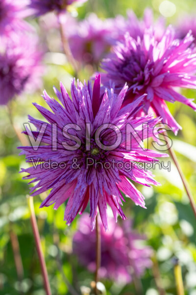 Dahlia Striped Ambition Dahlia Striped Ambition