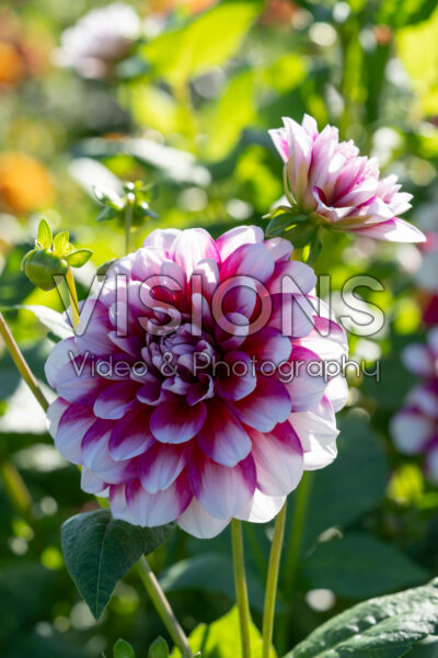 Dahlia Patches Dahlia Patches