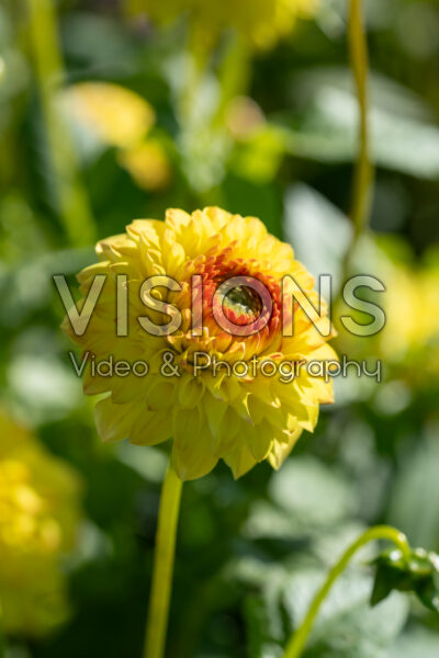 Dahlia Sunny Boy Dahlia Sunny Boy