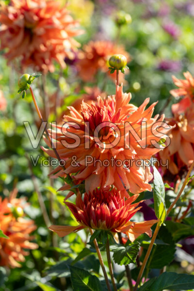 Dahlia Erpeler Ley Dahlia Erpeler Ley