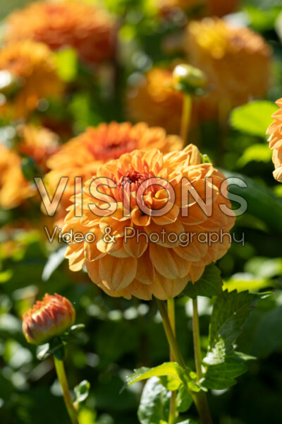 Dahlia Caramel Dahlia Caramel