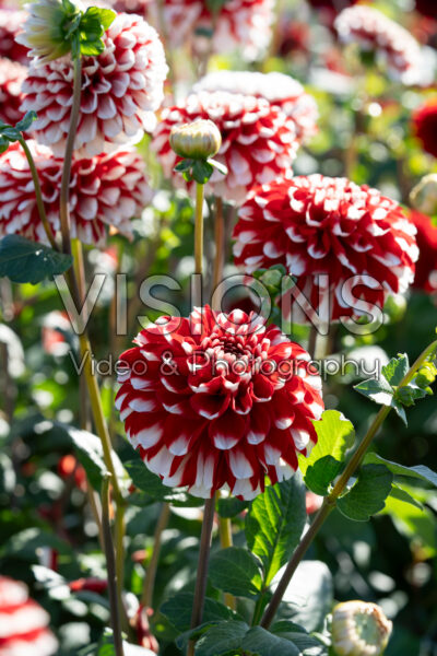 Dahlia Cum Laude Dahlia Cum Laude