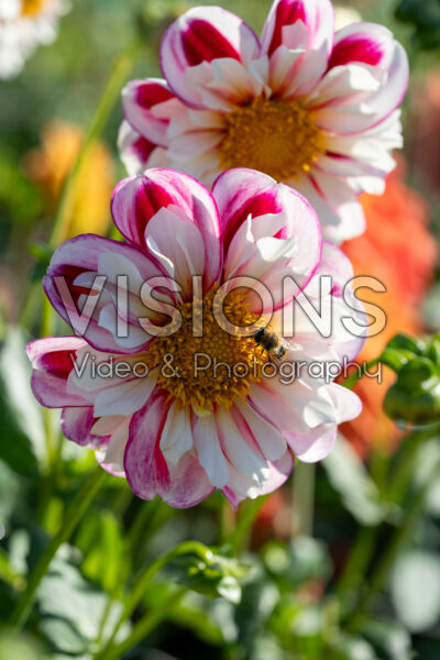 Dahlia Bumble Rumble Dahlia Bumble Rumble
