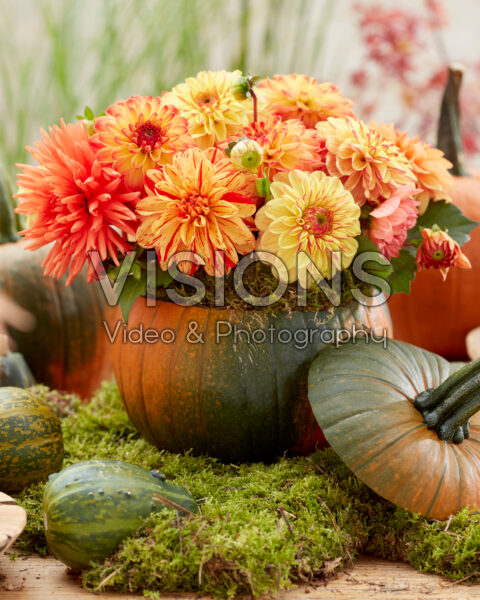 Gemengd Dahlia boeket in pompoen Gemengd Dahlia boeket in pompoen
