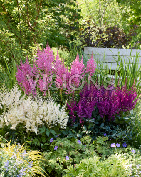 Astilbe Vision combinatie Astilbe Vision combinatie