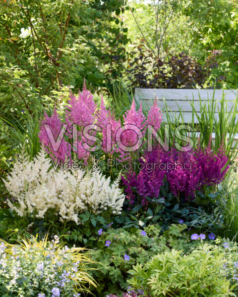 Astilbe Vision combinatie Astilbe Vision combinatie