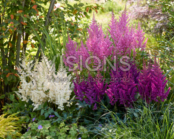 Astilbe Vision combinatie Astilbe Vision combinatie
