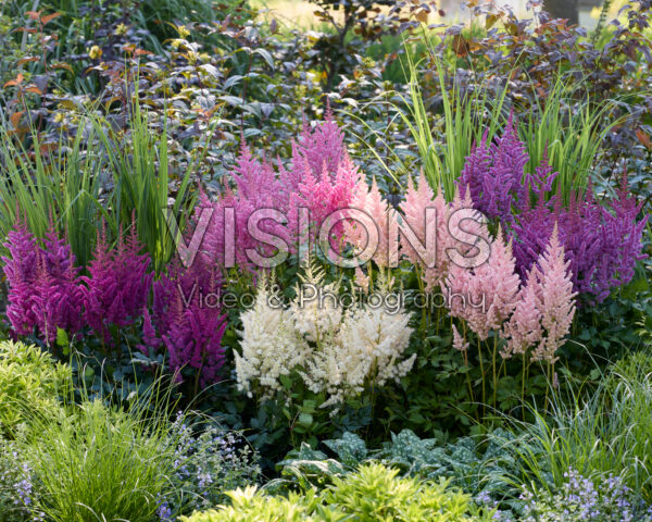 Astilbe Vision combination Astilbe Vision combination