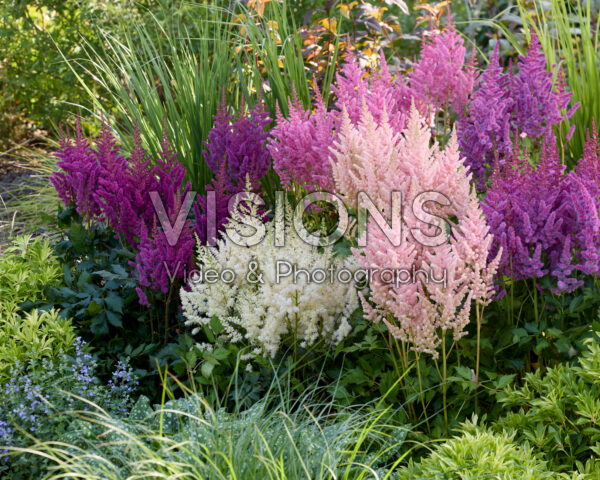 Astilbe Vision combinatie Astilbe Vision combinatie