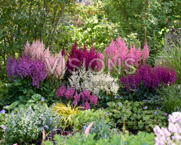 Astilbe Vision combinatie Astilbe Vision combinatie