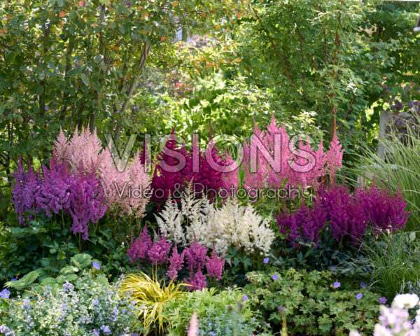 Astilbe Vision combination Astilbe Vision combination