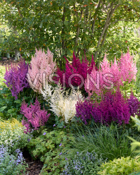 Astilbe Vision combination Astilbe Vision combination