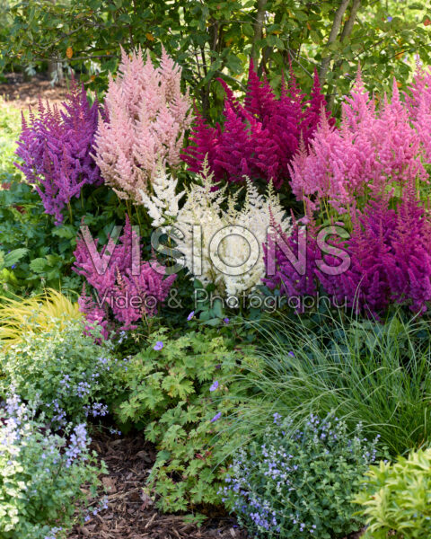 Astilbe Vision combinatie Astilbe Vision combinatie