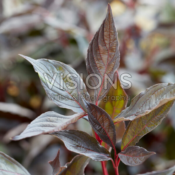 Cornus alba Nightfall Cornus alba Nightfall
