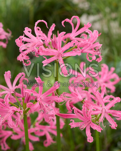 Nerine bowdenii Nerine bowdenii
