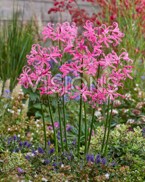 Nerine bowdenii Nerine bowdenii