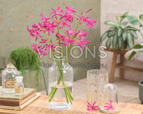 Nerine bowdenii Mr. Nick