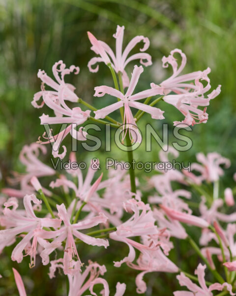 Nerine bowdenii Vesta Nerine bowdenii Vesta