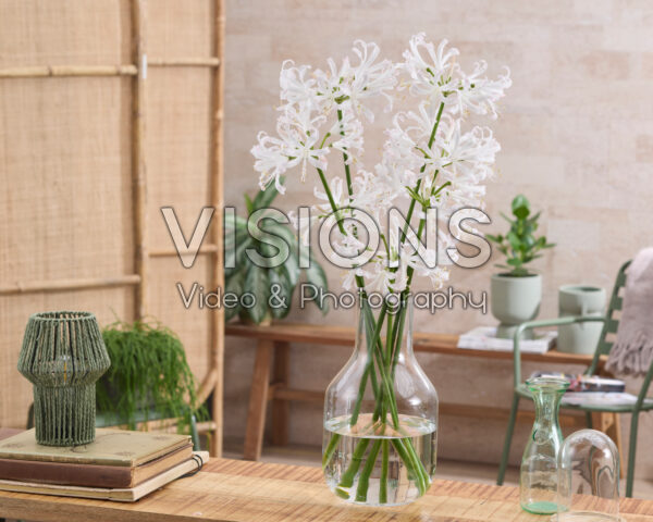 Nerine bowdenii Bionce Nerine bowdenii Bionce