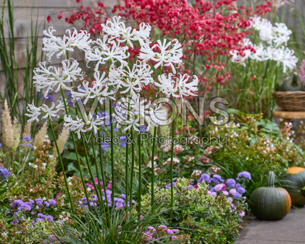 Nerine bowdenii Bionce