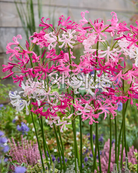 Nerine bowdenii mix Nerine bowdenii mix
