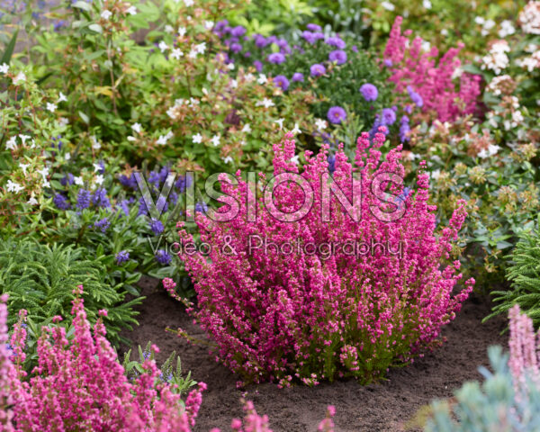 Erica gracilis Erica gracilis
