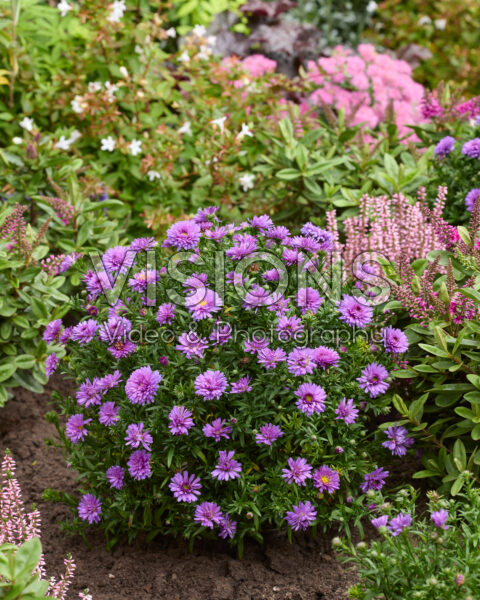 Aster paars Aster paars