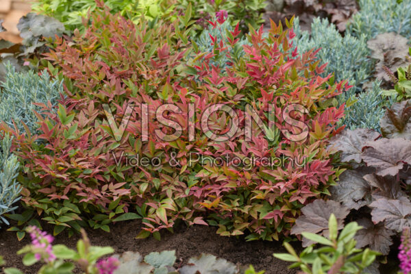 Nandina domestica Obsessed Nandina domestica Obsessed