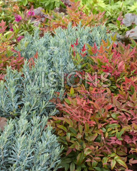Andromeda polifolia, Nandina domestica Obsessed Andromeda polifolia, Nandina domestica Obsessed
