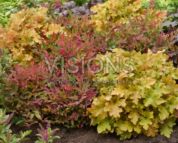 Heuchera, Nandina domestica Obsessed Heuchera, Nandina domestica Obsessed
