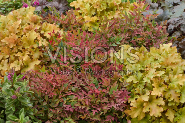 Heuchera, Nandina domestica Obsessed Heuchera, Nandina domestica Obsessed