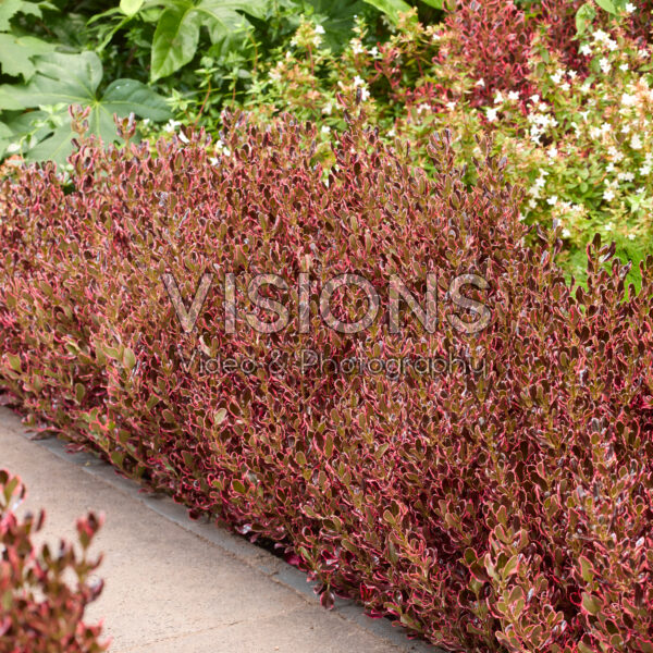 Coprosma repens Eclipse Coprosma repens Eclipse