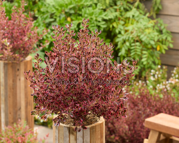 Coprosma repens Eclipse Coprosma repens Eclipse