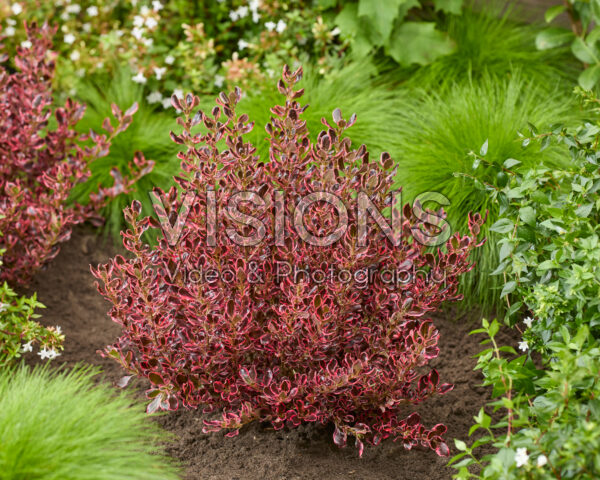 Coprosma repens Eclipse Coprosma repens Eclipse