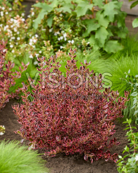 Coprosma repens Eclipse