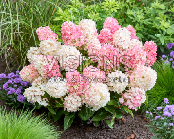 Hydrangea paniculata Living Little Blossom® Hydrangea paniculata Living Little Blossom®
