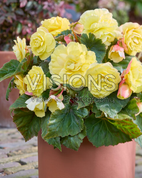 Begonia Non Stop geel Begonia Non Stop geel