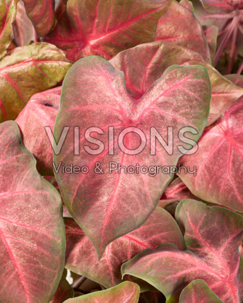 Caladium Berries 'n Burgundy Caladium Berries 'n Burgundy