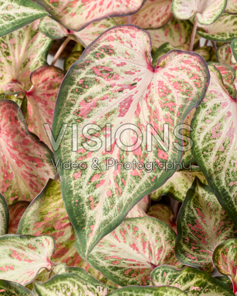 Caladium Candyland