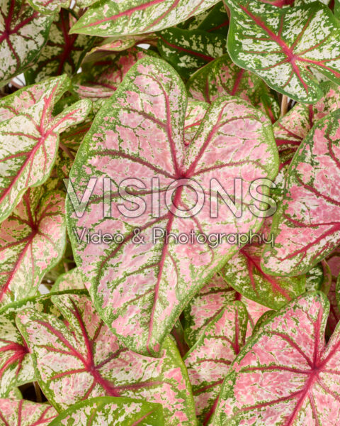 Caladium Carousel