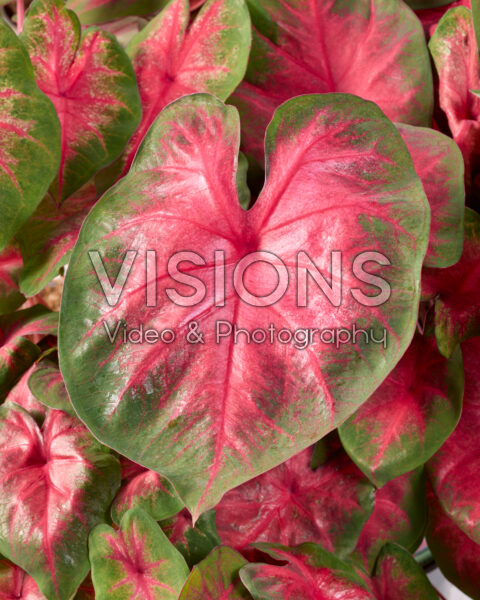 Caladium Classic Pink