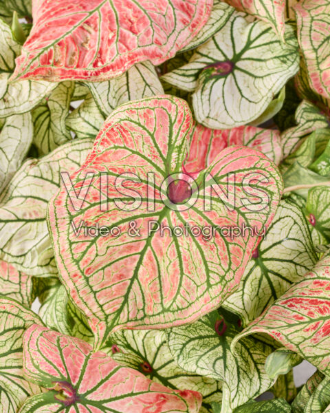 Caladium Debutante