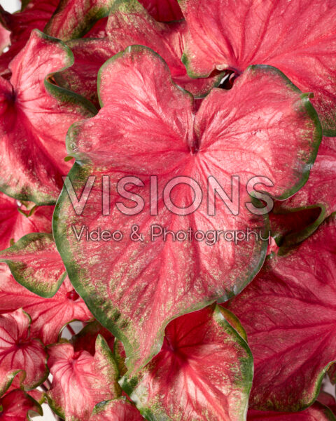 Caladium Flare