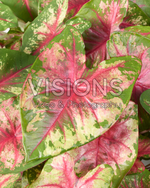 Caladium Flatter Me