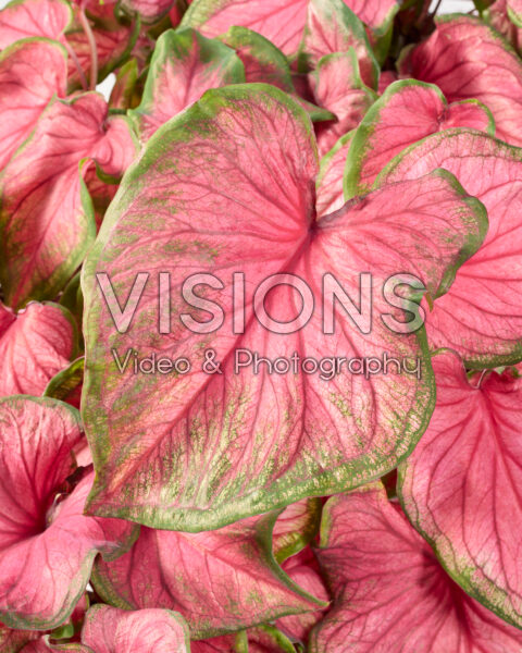 Caladium Florida Sweetheart