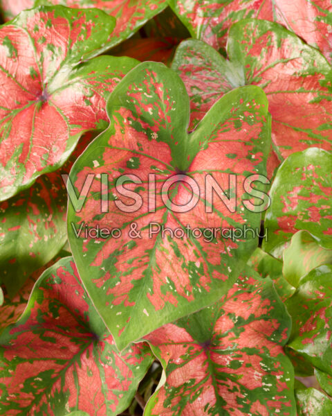 Caladium Freckles