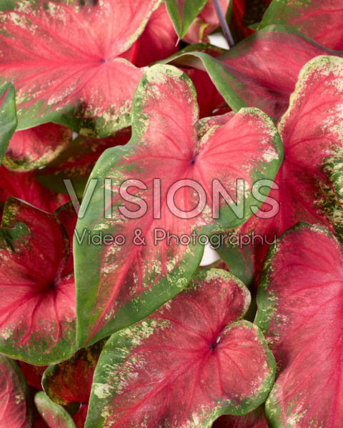 Caladium Hearts Delight