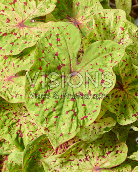 Caladium Miss Muffet