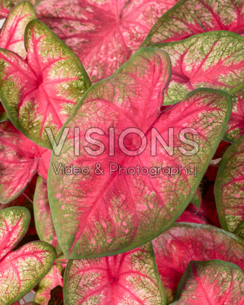 Caladium Party Punch