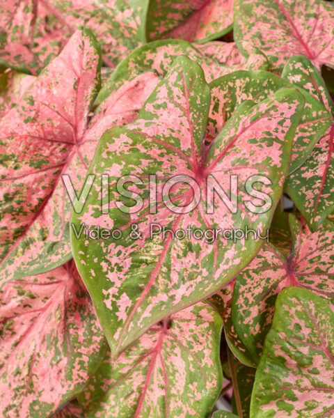 Caladium Pink Beauty